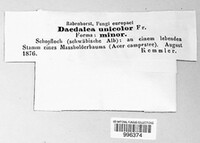 Cerrena unicolor image
